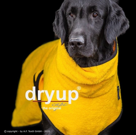 Dry-up Cape Yellow